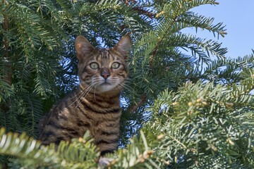 Breedcat Toyger (Felis silvestris catus), female, 8 months, brown mackerel, sits attentively in...
