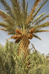 Bunches of ripe dates at a date palm (Phoenix dactylifera), palmeries around Rissani in the...