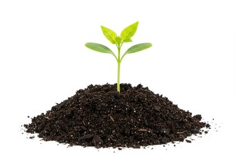 A young green plant sprouting from a mound of rich black soil isolated on a white background