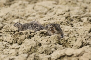 European hare (Lupus europaeus) is camouflaged in Ackerfurche, Lower Austria, Austria, Europe