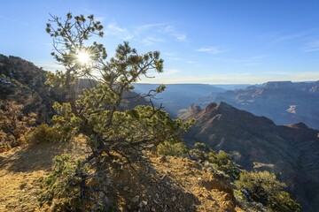 Fototapeta premium Sun, sun star shining through a conifer tree at the edge of the Grand Canyon, eroded rocky landscape, South Rim, Grand Canyon National Park, Arizona, USA, North America