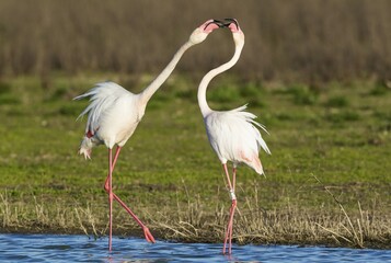 Greater Flamingo (Phoenicopterus roseus), quarrel between two birds at the Laguna de Fuente de...