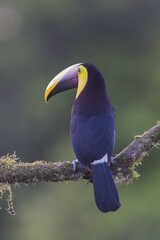 Yellow-throated toucan (Ramphastos ambiguus), sitting on branch, rainforest, Boca Tapada, Costa Rica, Central America