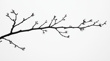 Obraz premium Elegant Blossom Branch in Minimalist Style
