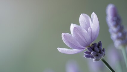Close up of lavender flower in the garden.