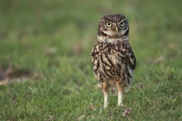 Little owl (Athene noctua), stands in a meadow, Emsland, Lower Saxony, Germany, Europe