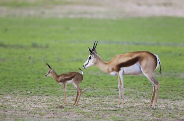 Springboks (Antidorcas marsupialis), ewe with newborn lamb, during the rainy season in green surroundings, Kalahari Desert, Kgalagadi Transfrontier Park, South Africa, Africa