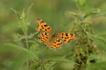 Comma (Polygonia C-album) on nettle (Urtica), Lower Rhine, North Rhine-Westphalia, Germany, Europe