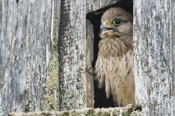 Young Common Kestrel (Falco tinnunculus), sitting in front of the breeding burrow, Emsland, Lower Saxony, Germany, Europe