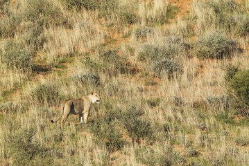 Lionesses (Panthera leo), female at a grass-grown sand dune, Kalahari Desert, Kgalagadi Transfrontier Park, South Africa, Africa