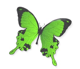 Green butterfly in watercolors over white background