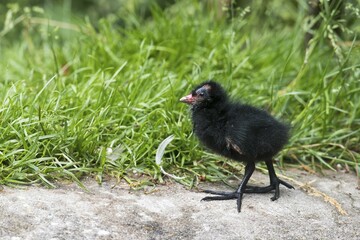 Common moorhen (Gallinula chloropus), young animal, Emsland, Lower Saxony, Germany, Europe