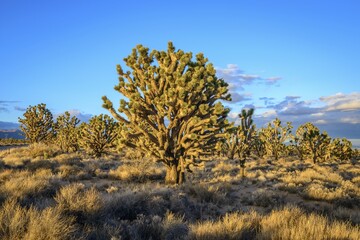 Fototapeta premium Joshua Trees (Yucca brevifolia) in Evening Light, Mojave Desert, Desert Landscape, Mojave National Preserve, California, USA, North America