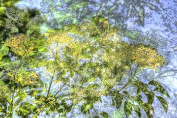 Elder (Sambucus), elderflower creative, Germany, Europe