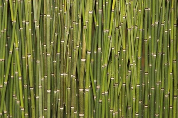 Fototapeta premium Horsetails (Equisetum)