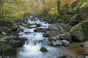 Obraz premium Ilse stream, autumn, Harz National Park, Ilsenburg, Saxony-Anhalt, Germany, Europe