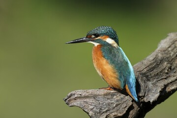 Kingfisher (Alcedo atthis), adult male hunting stand hunting, Middle Elbe Biosphere Reserve, Saxony-Anhalt, Germany, Europe
