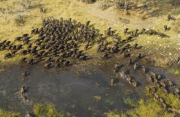 Cape Buffaloes (Syncerus caffer caffer), crossing a marsh area, flying Cattle Egrets (Bubulcus...