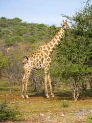 Giraffe (Giraffa camelopardalis) in grasslands, Okaukuejo, Etosha National Park, Namibia, Africa