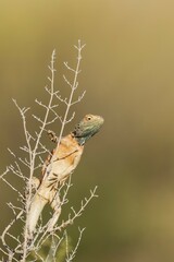 Ground Agama (Agama aculeata), male, climbing on low shrub, Kalahari Desert, Kgalagadi Transfrontier Park, South Africa, Africa