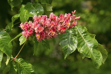 Red-flowered Horse Chestnut (Aesculus carnea), North Rhine-Westphalia, Germany, Europe