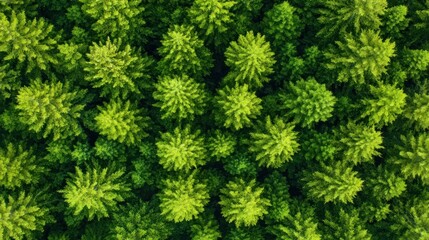 Fototapeta premium Aerial view of lush green coniferous forest.