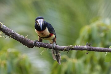 Collared aracari (Pteroglossus torquatus) sitting on branch, Boca Tapada, province of Alajuela, Costa Rica, Central America