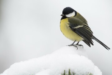 Great tit (Parus major) in the snow, Emsland, Lower Saxony, Germany, Europe