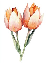 Delicate Watercolor Tulips in Shades of Peach and Orange Blooms
