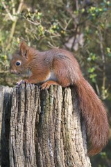 Young squirrel (Sciurus vulgaris) on tree trunk, Emsland, Lower Saxony, Germany, Europe