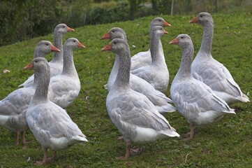 Greylag geese (Anser anser) in a meadow, free range, Bavaria, Germany, Europe