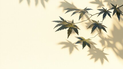 Fototapeta premium Soft light casts shadows of Japanese maple leaves on a beige wall.