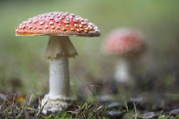 Fly agarics (Amanita muscaria), Emsland, Lower Saxony, Germany, Europe