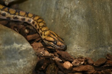 Brazilian rainbow boa (Epicrates cenchria cenchria), native to Mexico, captive