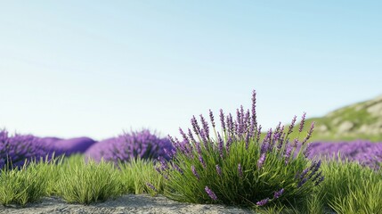 Purple Lavender Field Under a Blue Sky