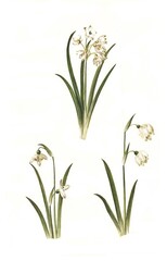 Summer snowdrop, also late-flowering snowdrop (Leucojum aestivum), Small snowdrop Galanthus nivalis, also Common snowdrop, Spring snowdrop Leucojum vernum, also Marzenbecher, Märzbecher, Märzglöckchen or Large snowdrop, Historic, digitally restored reproduction from a 19th century original.