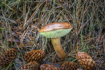 Bay bolete (Imleria badia), edible mushroom, between cones, Syddanmark, Denmark, Europe