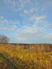 Naklejka premium A field with grass and trees