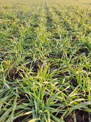 A close-up of a plant
