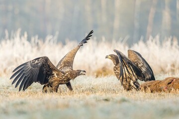 Two young eagles (Haliaeetus albicilla), fighting on the ground, with dead deer, Masuria, Poland, Europe