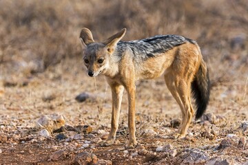 Black-backed jackal (Canis mesomelas), Samburu National Reserve, Kenya, Africa