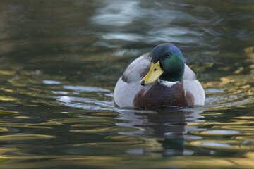 Obraz premium Mallard (Anas platyrhinchos), drake, Emsland, Lower Saxony, Germany, Europe