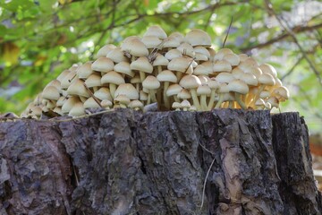 Sulphur Tuft (Hypholoma fasiculare), fungi growing on a rotting tree stump, forest at Basdorf,...