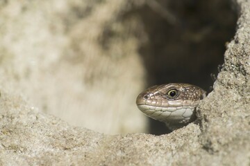 Viviparous lizard (Lacerta vivipara) looks out of an underground cave, animal portrait, Hesse, Germany, Europe