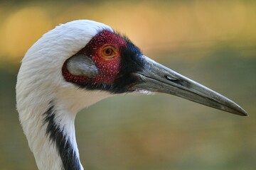 White-naped crane (Grus vipio), animal portrait, captive, Germany, Europe