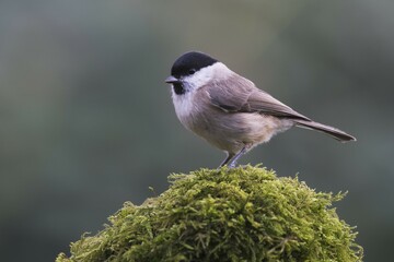 Marsh tit (Poecile palustris), Emsland, Lower Saxony, Germany, Europe