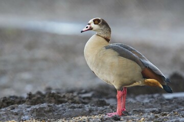 Egyptian goose (Alopochen aegyptiacus) at rain, Emsland, Lower Saxony, Germany, Europe