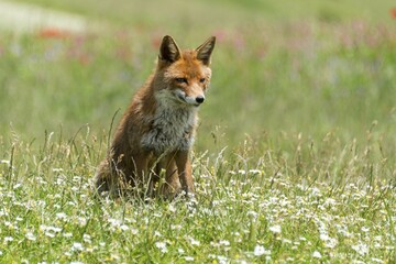 Red Fox (Vulpes vulpes) sitting in flower meadow, Monti Sibillini National Park, Umbria, Italy, Europe