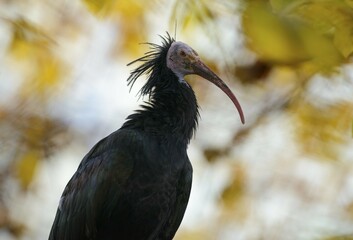 Northern Bald Ibis (Geronticus eremita) in fall, captive, Germany, Europe
