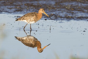 Black-tailed Godwit (Limosa limosa) wading water, searching for food, mirroring, Texel, province of North Holland, The Netherlands, Europe